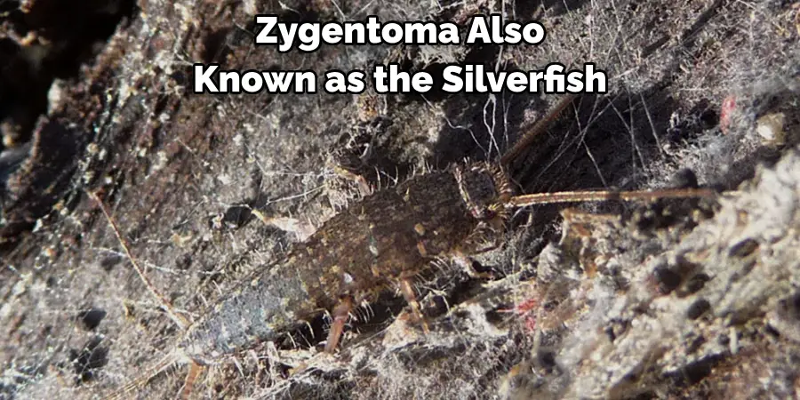 Zygentoma, Also 
Known as the Silverfish