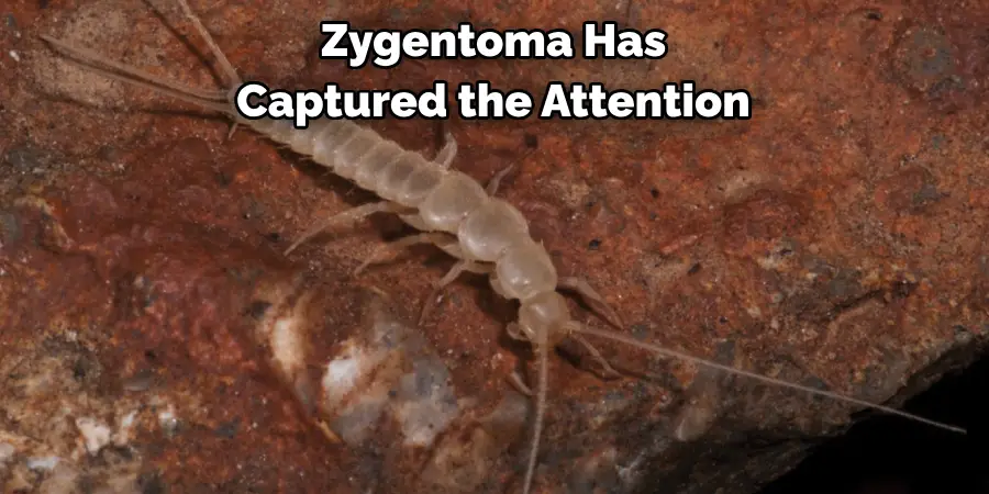 Zygentoma Has 
Captured the Attention