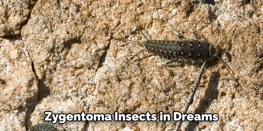 Zygentoma Insects in Dreams