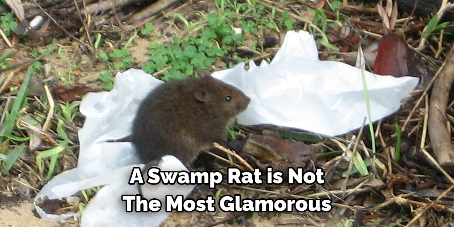 A Swamp Rat is Not 
The Most Glamorous