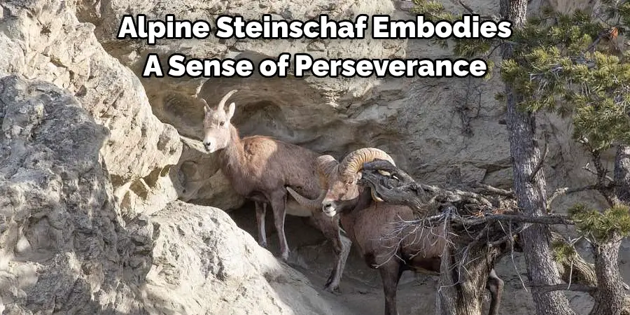 Alpine Steinschaf Embodies 
A Sense of Perseverance