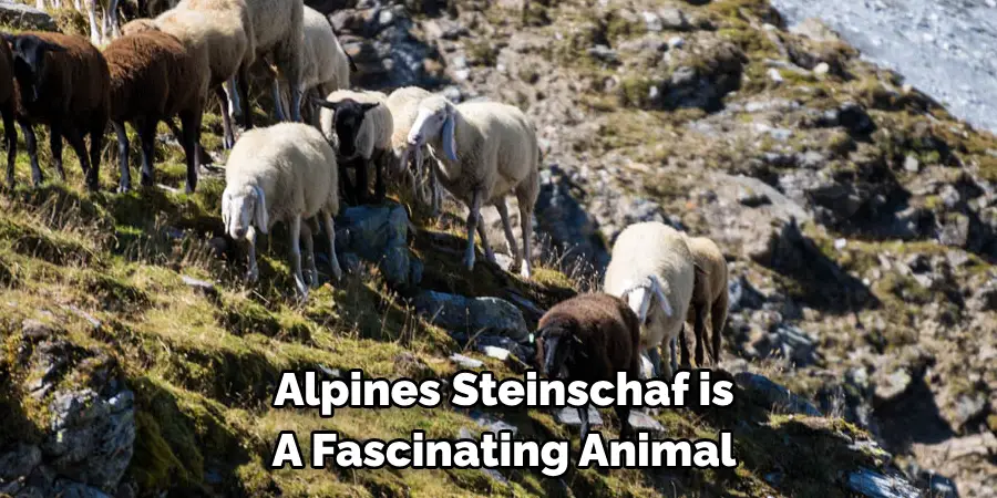 Alpines Steinschaf is 
A Fascinating Animal