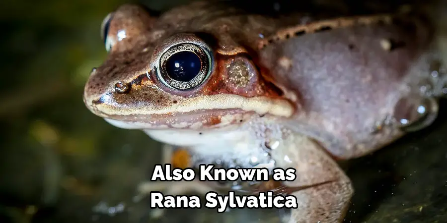 Also Known as 
Rana Sylvatica
