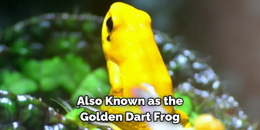 Also Known as the 
Golden Dart Frog