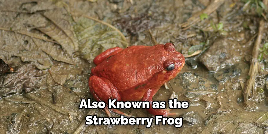 Also Known as the Strawberry Frog