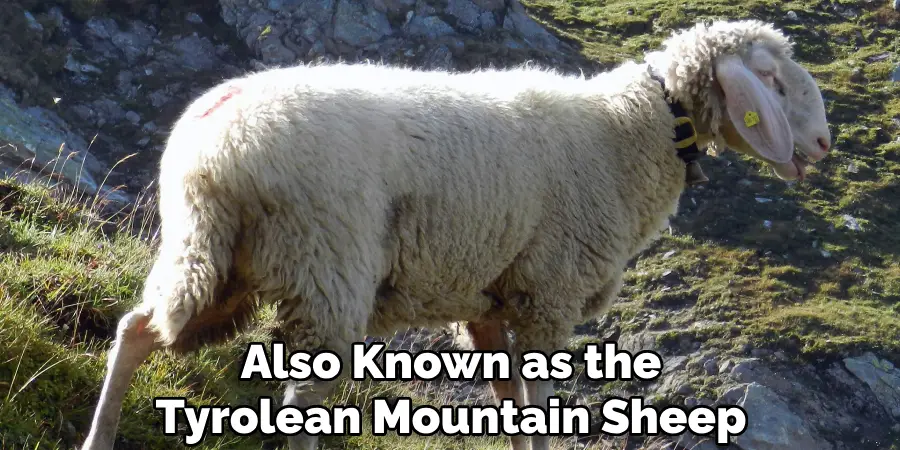 Also Known as the Tyrolean Mountain Sheep