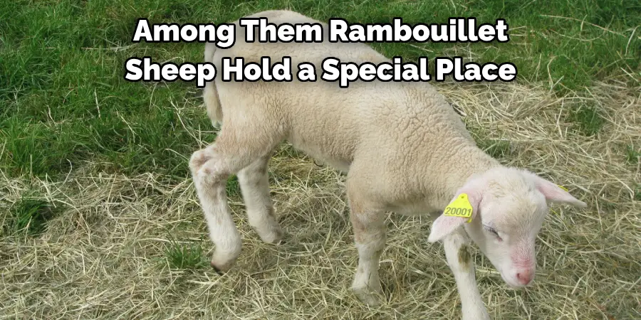 Among Them Rambouillet 
Sheep Hold a Special Place