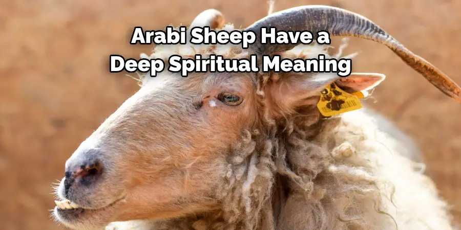 Arabi Sheep Have a 
Deep Spiritual Meaning