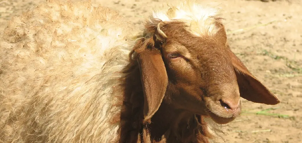 Arabi Sheep Spiritual Meaning