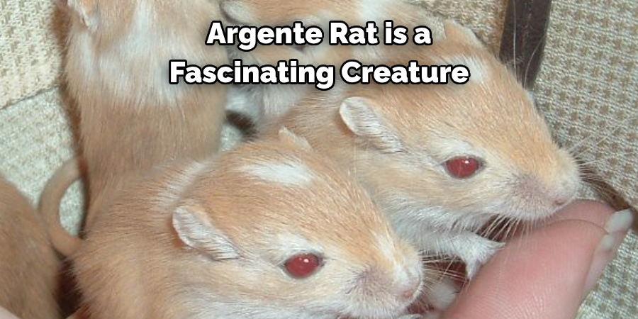 Argente Rat is a 
Fascinating Creature