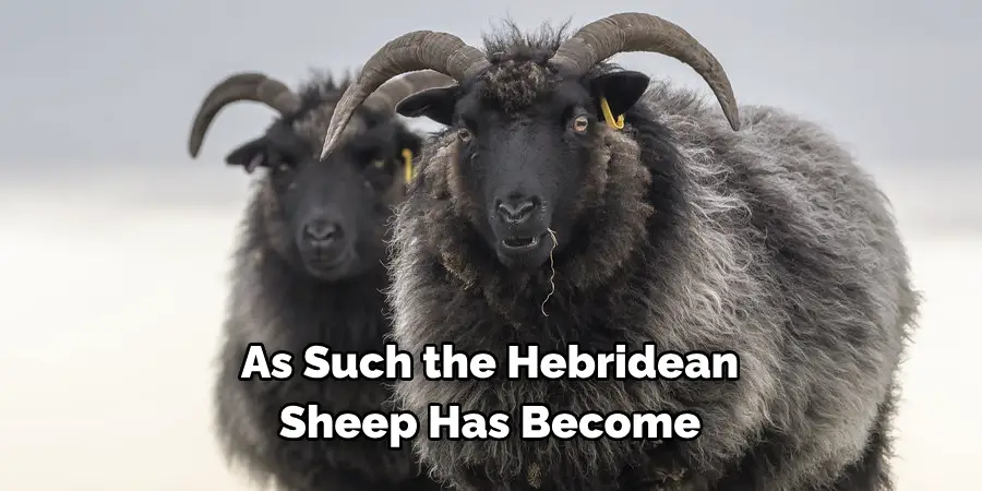As Such the Hebridean 
Sheep Has Become 