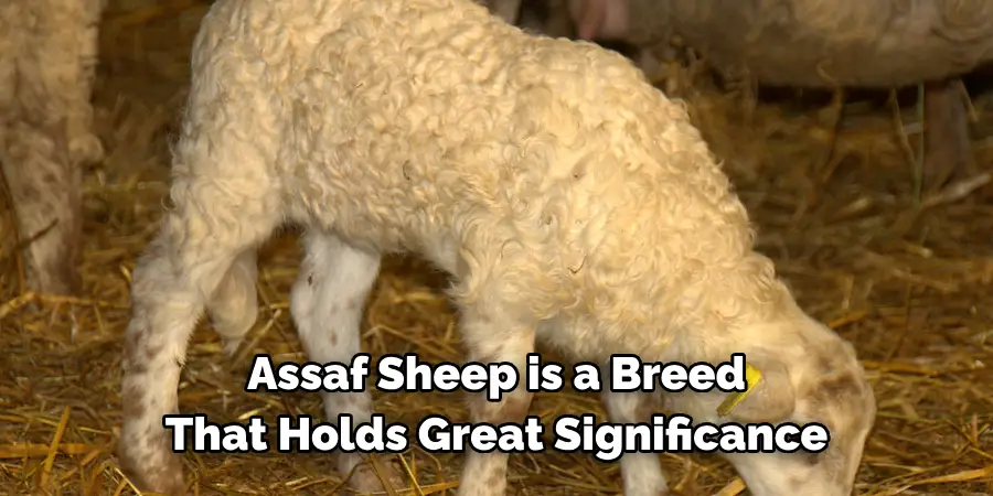 Assaf Sheep is a Breed 
That Holds Great Significance