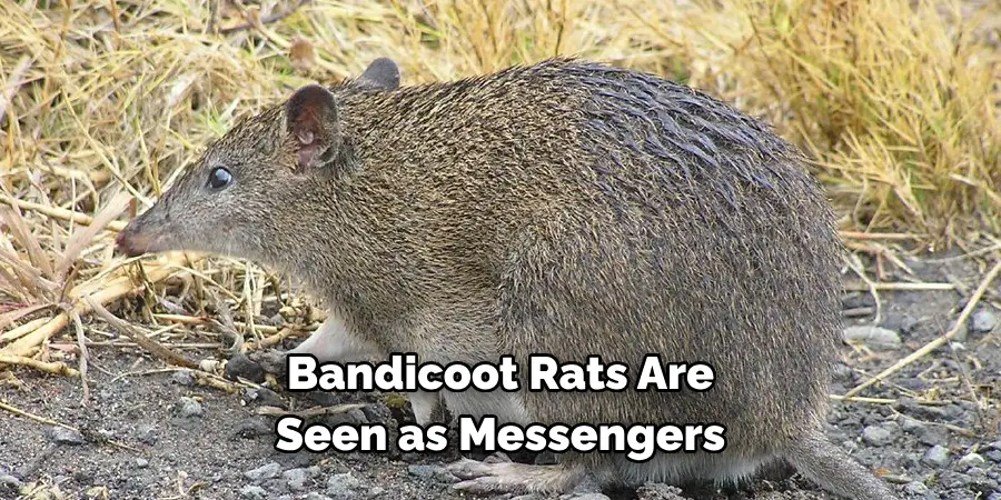 Bandicoot Rats Are 
Seen as Messengers
