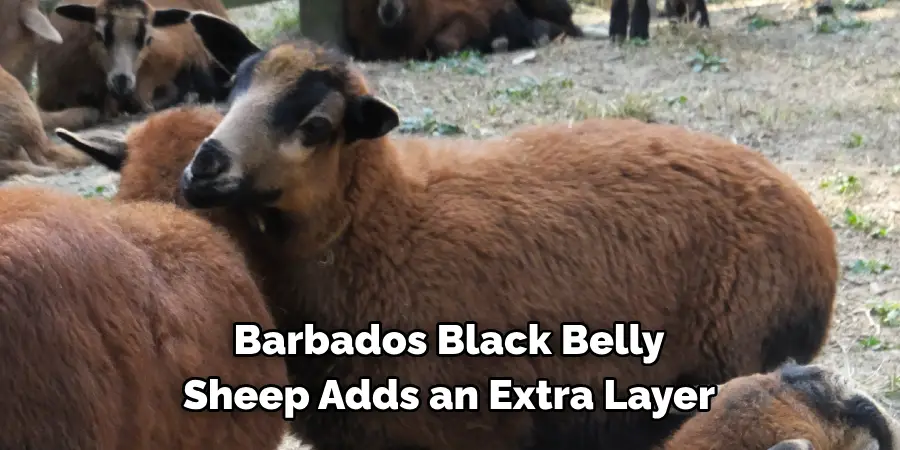  Barbados Black Belly 
Sheep Adds an Extra Layer