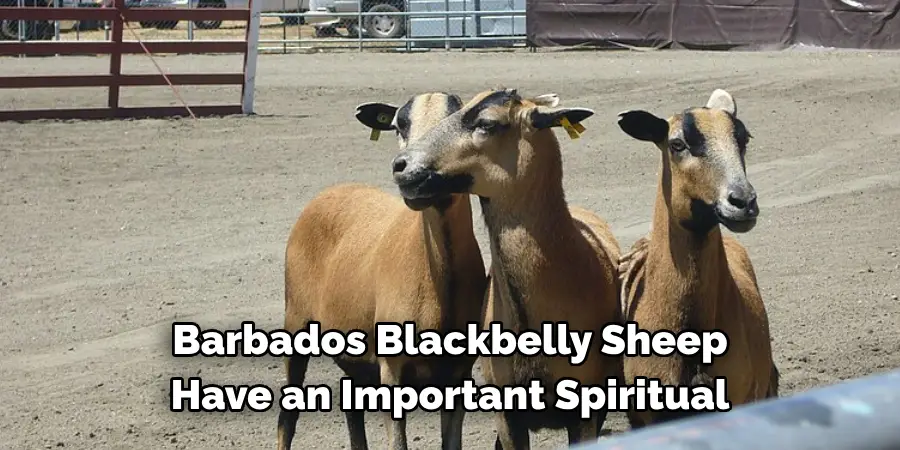 Barbados Blackbelly Sheep 
Have an Important Spiritual