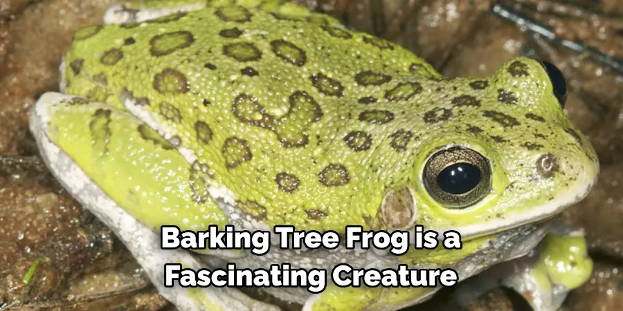 Barking Tree Frog is a 
Fascinating Creature