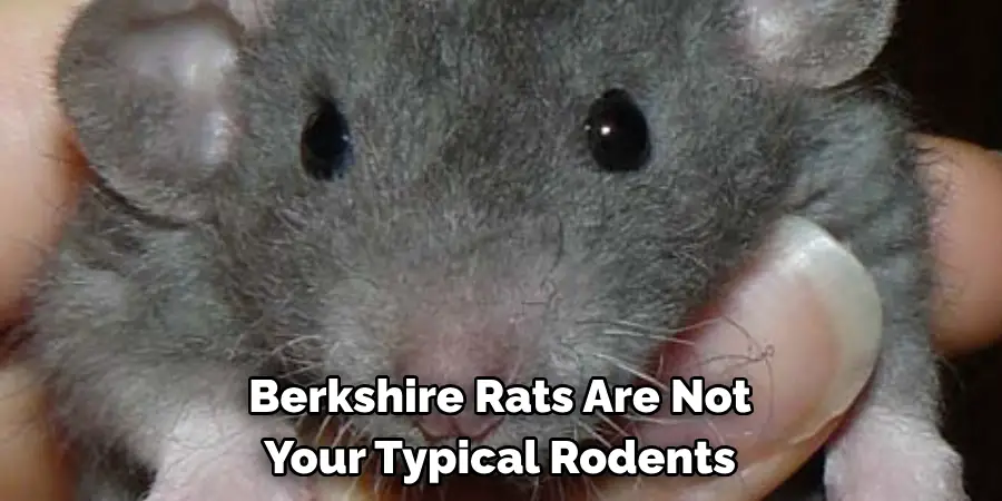 Berkshire Rats Are Not 
Your Typical Rodents