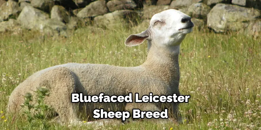 Bluefaced Leicester 
Sheep Breed