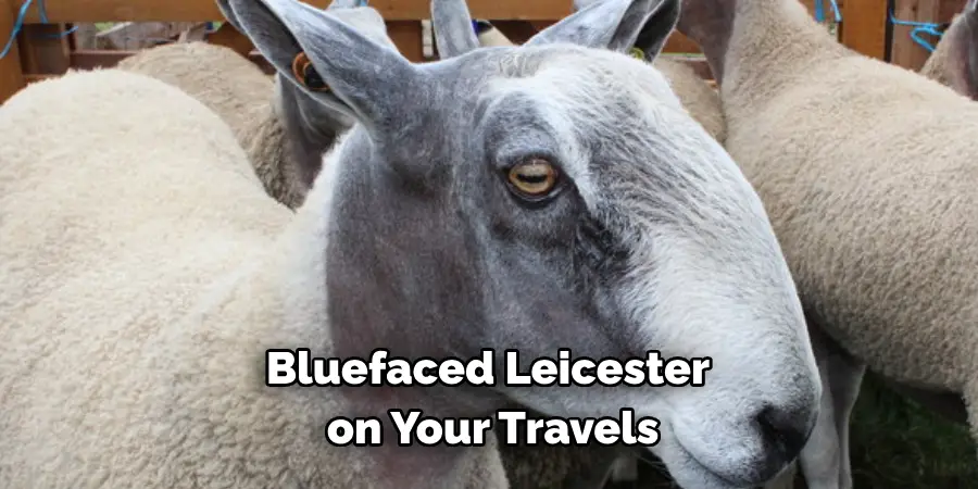Bluefaced Leicester
 on Your Travels