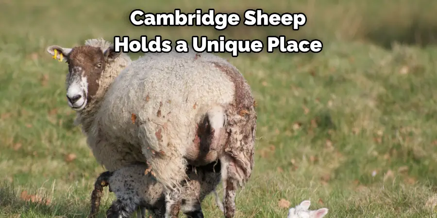 Cambridge Sheep Holds a Unique Place