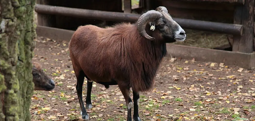 Cameroon Sheep Spiritual Meaning