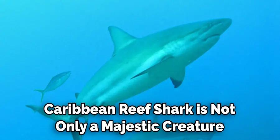 Caribbean Reef Shark is Not 
Only a Majestic Creature