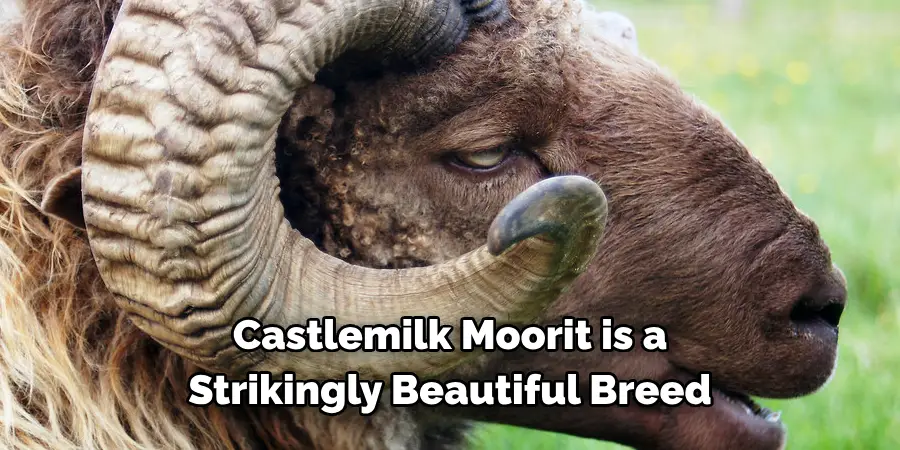 Castlemilk Moorit is a 
Strikingly Beautiful Breed