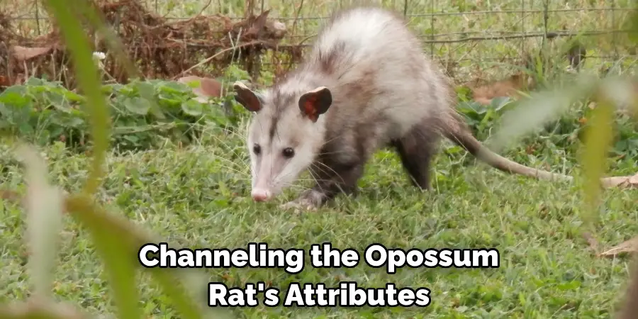 Channeling the Opossum 
Rat's Attributes