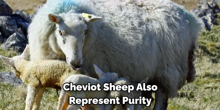 Cheviot Sheep Also 
Represent Purity