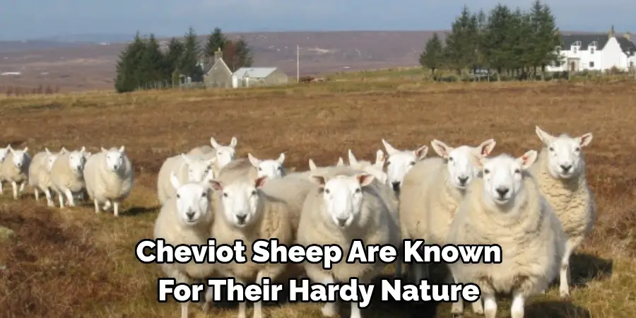 Cheviot Sheep Are Known
For Their Hardy Nature