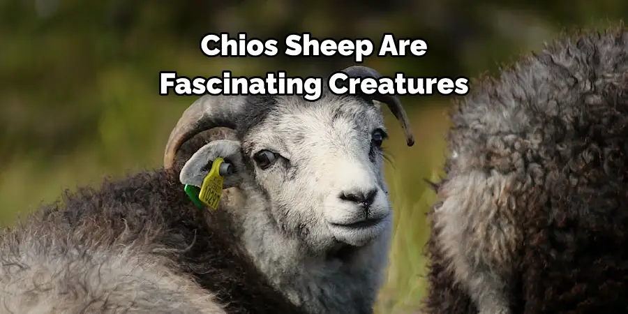 Chios Sheep Are 
Fascinating Creatures