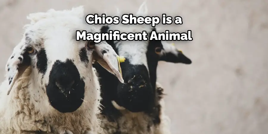 Chios Sheep is a 
Magnificent Animal