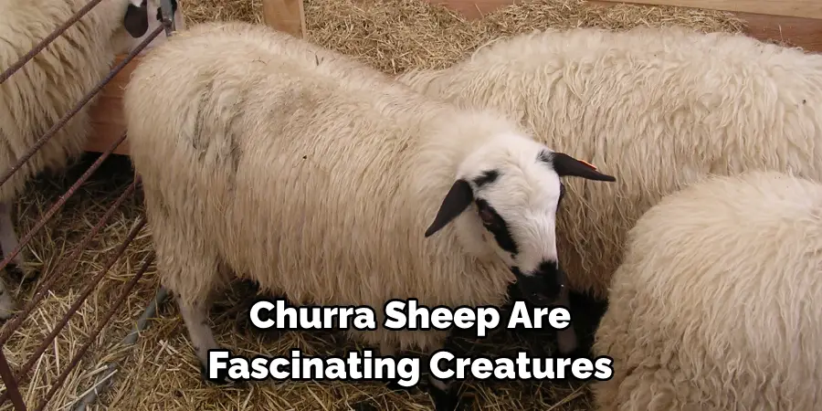 Churra Sheep Are 
Fascinating Creatures