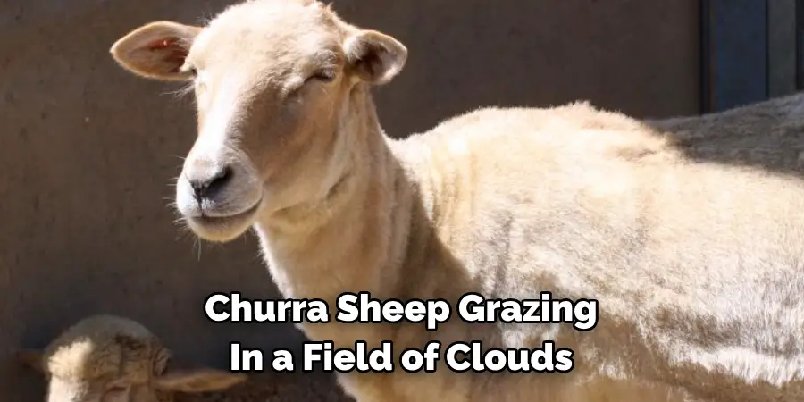 Churra Sheep Grazing 
In a Field of Clouds