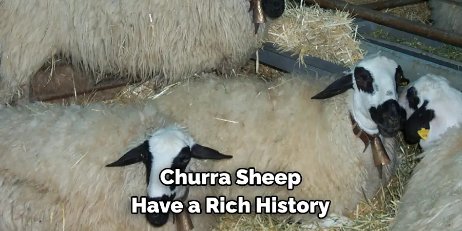Churra Sheep 
Have a Rich History