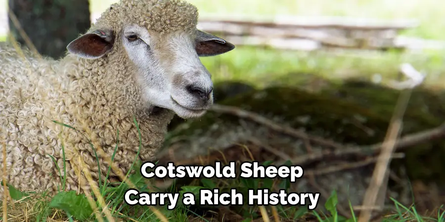 Cotswold Sheep 
Carry a Rich History