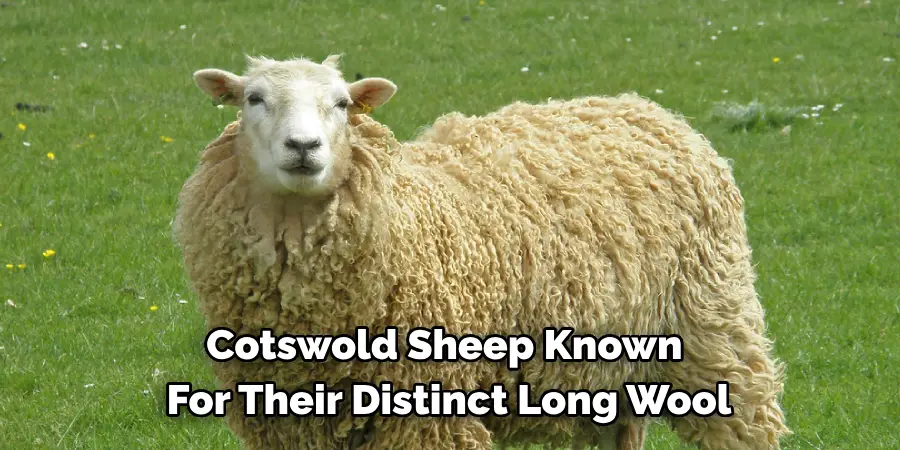Cotswold Sheep Known 
For Their Distinct Long Wool