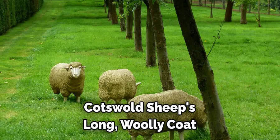 Cotswold Sheep's 
Long, Woolly Coat