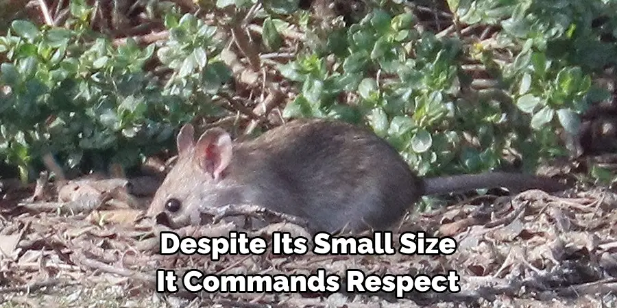 Despite Its Small Size
It Commands Respect