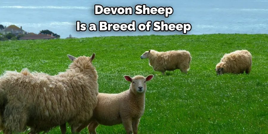 Devon Sheep 
Is a Breed of Sheep 