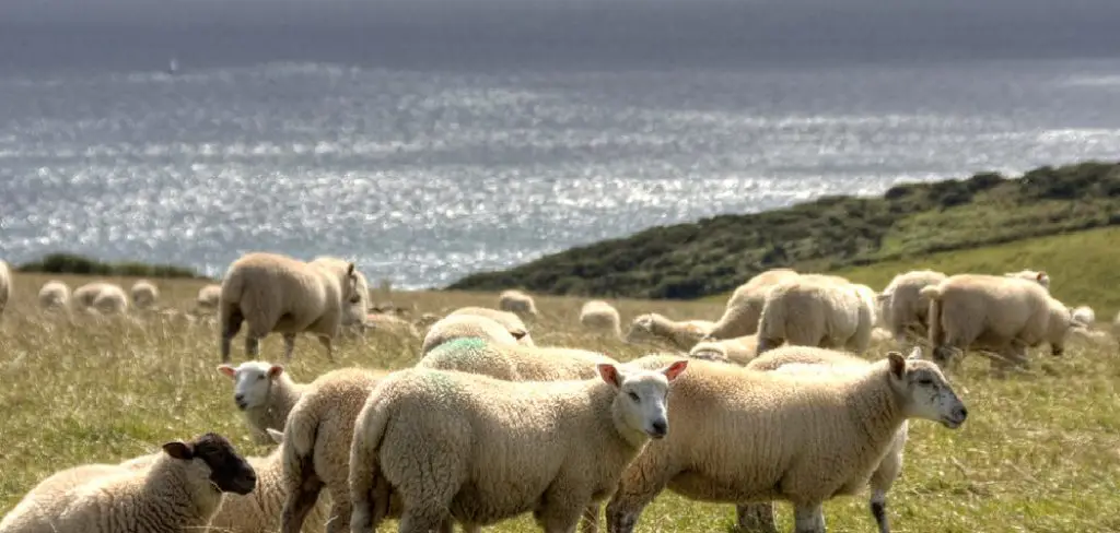 Devon Sheep Spiritual Meaning