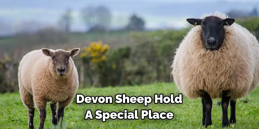 Devon sheep hold a special place