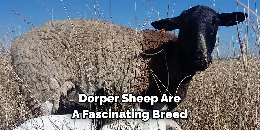 Dorper Sheep Are A Fascinating Breed