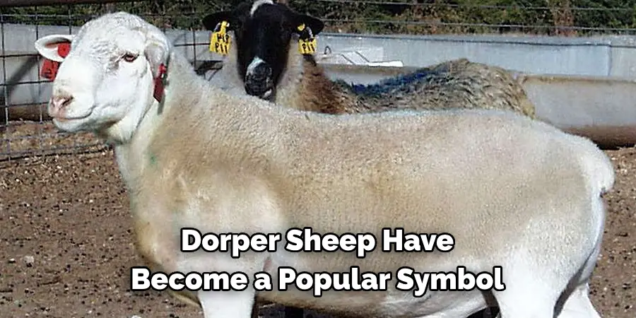Dorper Sheep Have Become a Popular Symbol