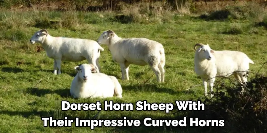 Dorset Horn Sheep With 
Their Impressive Curved Horns