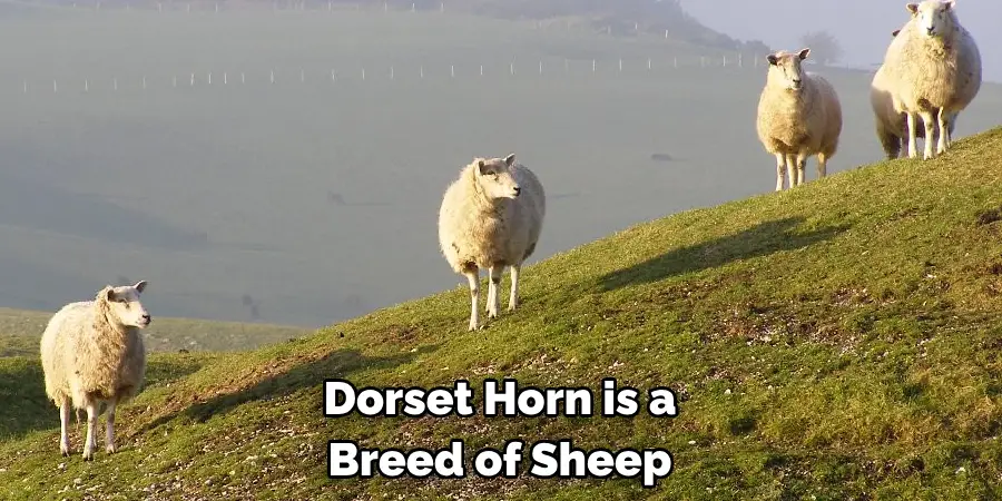 Dorset Horn is a 
Breed of Sheep