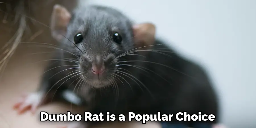 Dumbo Rat is a Popular Choice