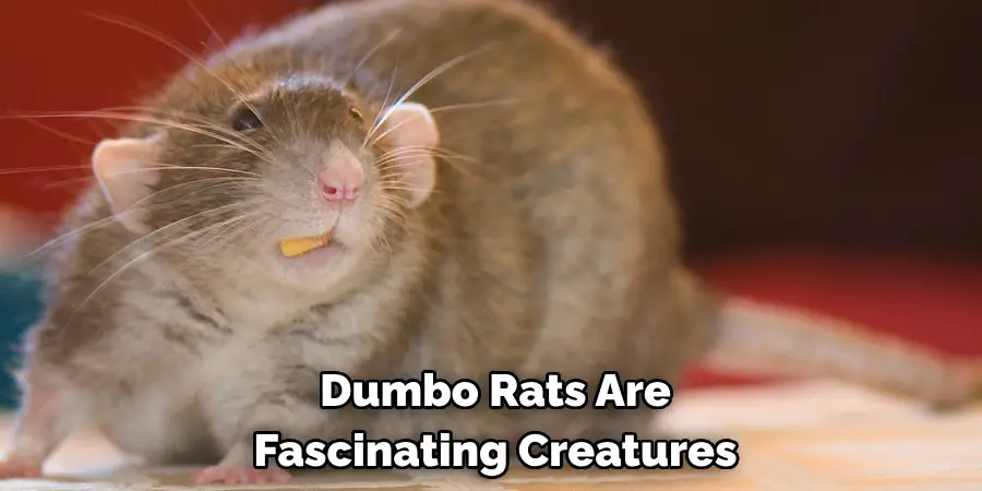 Dumbo Rats Are 
Fascinating Creatures