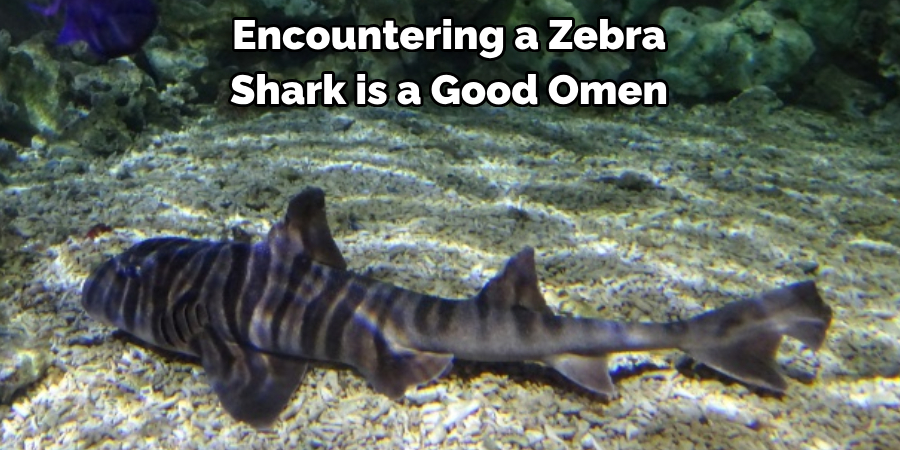 Encountering a Zebra Shark is a Good Omen