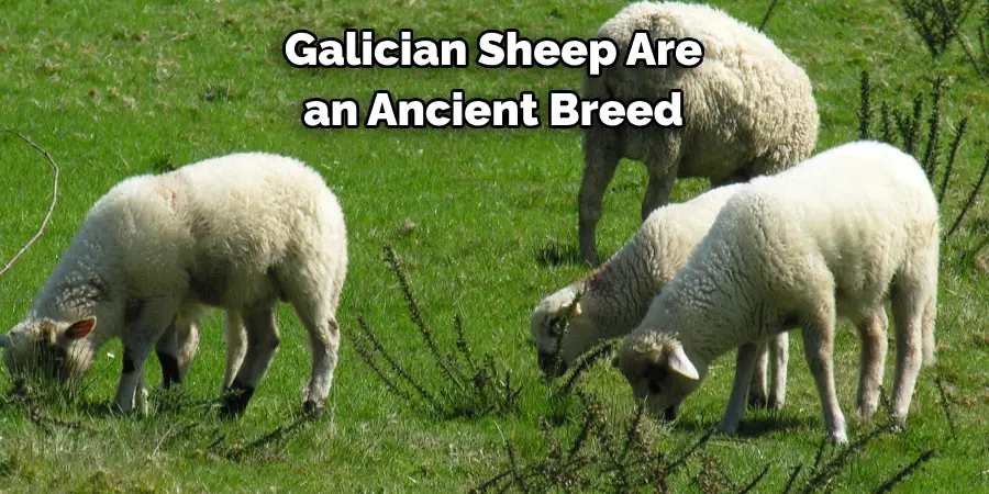 Galician Sheep Are
an Ancient Breed